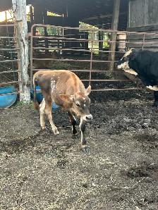 calfs for sale - Photo 4