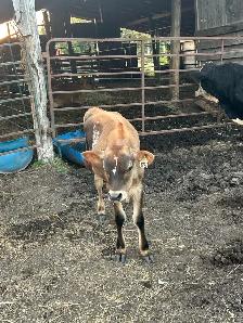 calfs for sale - Photo 5
