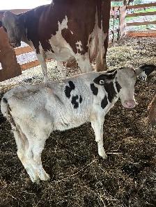calfs for sale - Photo 6