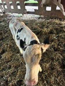 calfs for sale - Photo 7