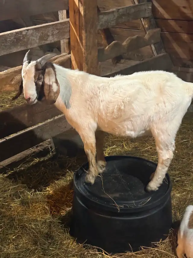 Starter Goat Herd
