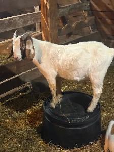 Starter Goat Herd