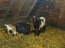 Starter Goat Herd - Photo 2