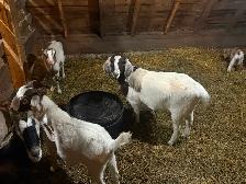 Starter Goat Herd - Photo 3