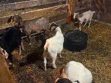 Starter Goat Herd - Photo 4
