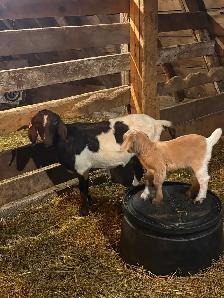 Starter Goat Herd - Photo 5