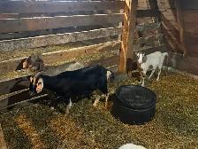 Starter Goat Herd - Photo 6