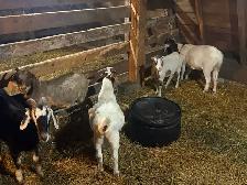 Starter Goat Herd - Photo 7