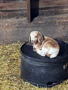 Starter Goat Herd - Photo 8