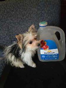 stunning Biro Yorkie male! - Photo 2