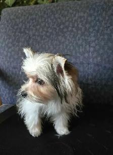 stunning Biro Yorkie male! - Photo 3