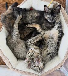Vaccinated Kittens! Hypoallergenic Siberian x Russian Blue - Photo 3