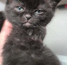 Vaccinated Kittens! Hypoallergenic Siberian x Russian Blue - Photo 6
