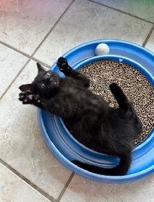 Vaccinated Kittens! Hypoallergenic Siberian x Russian Blue - Photo 7