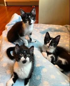Vaccinated Kittens! Hypoallergenic Siberian x Russian Blue - Photo 9
