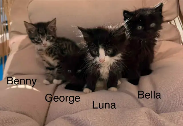 Kittens Available Saturday !