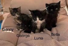 Kittens Available Saturday !