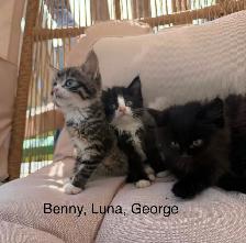 Kittens Available Saturday ! - Photo 2