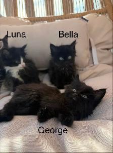 Kittens Available Saturday ! - Photo 3