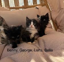 Kittens Available Saturday ! - Photo 4