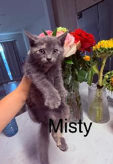Kittens Available Saturday ! - Photo 5