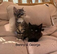 Kittens Available Saturday ! - Photo 6
