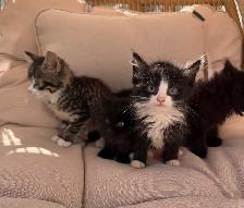 Kittens Available Saturday ! - Photo 7