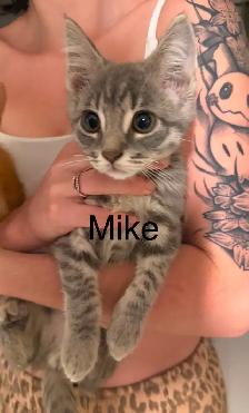 Kittens Available Saturday ! - Photo 8