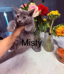 Kittens Available Saturday ! - Photo 9