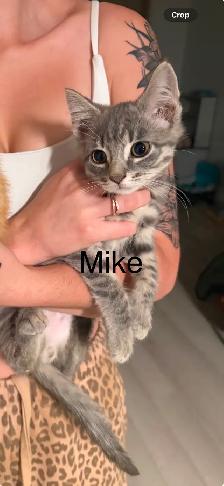 Kittens Available Saturday ! - Photo 10