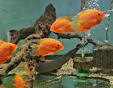 lots of fish, plecos, plants & more (see list below) - Photo 2