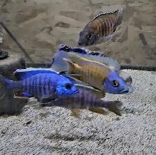 lots of fish, plecos, plants & more (see list below) - Photo 3
