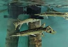 lots of fish, plecos, plants & more (see list below) - Photo 4