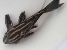 lots of fish, plecos, plants & more (see list below) - Photo 6