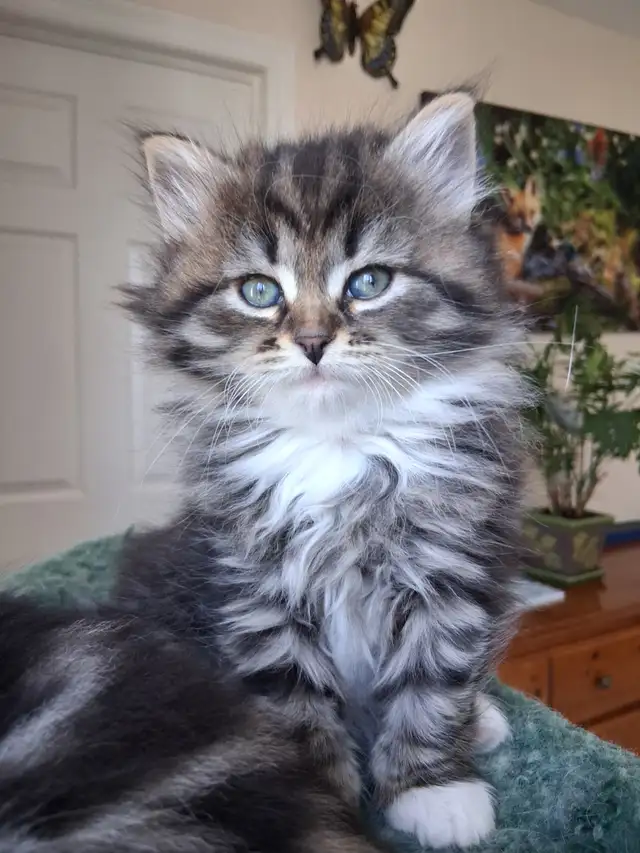 Purebred Siberian Kittens