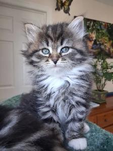 Purebred Siberian Kittens