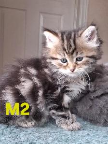 Purebred Siberian Kittens - Photo 2