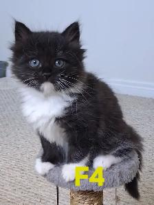 Purebred Siberian Kittens - Photo 3