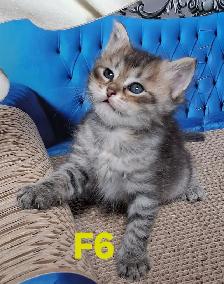 Purebred Siberian Kittens - Photo 4