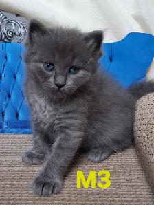 Purebred Siberian Kittens - Photo 5