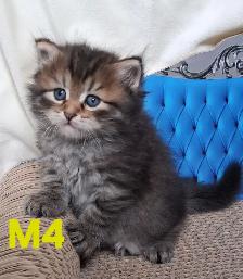 Purebred Siberian Kittens - Photo 6