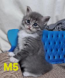 Purebred Siberian Kittens - Photo 7