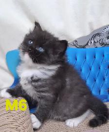 Purebred Siberian Kittens - Photo 8