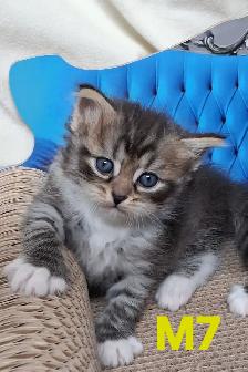 Purebred Siberian Kittens - Photo 9