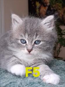 Purebred Siberian Kittens - Photo 10