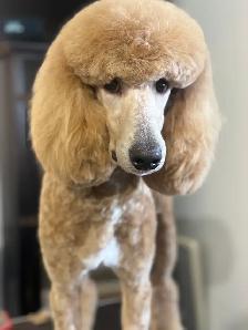 Upcoming CKC Standard Poodle Pups- Prairie Belle Poodles
