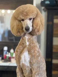 Upcoming CKC Standard Poodle Pups- Prairie Belle Poodles - Photo 2