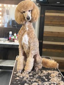 Upcoming CKC Standard Poodle Pups- Prairie Belle Poodles - Photo 3