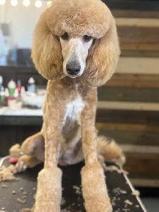 Upcoming CKC Standard Poodle Pups- Prairie Belle Poodles - Photo 4