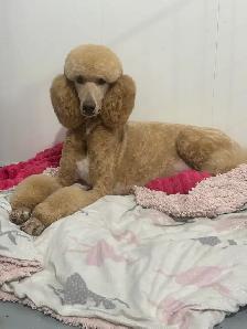 Upcoming CKC Standard Poodle Pups- Prairie Belle Poodles - Photo 5